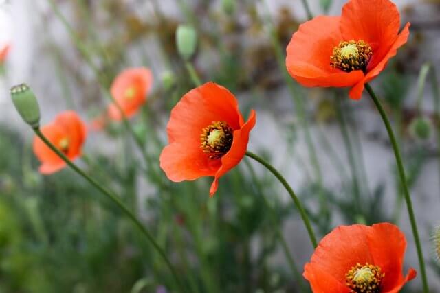 【残り6日・目標まで1,234,000円】4月、それぞれのペースで進んでいます